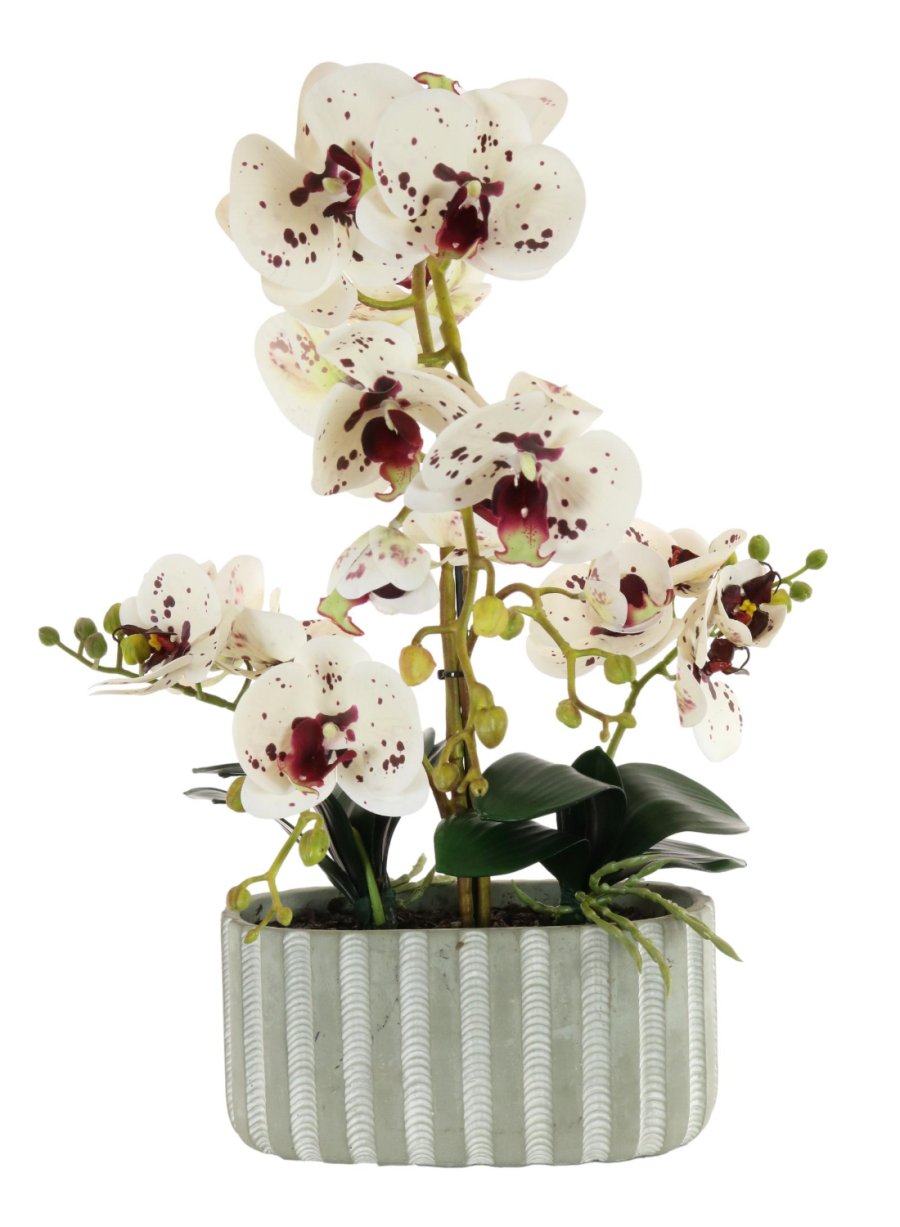 Phalaenopsis Orchid in Ripple Pot 