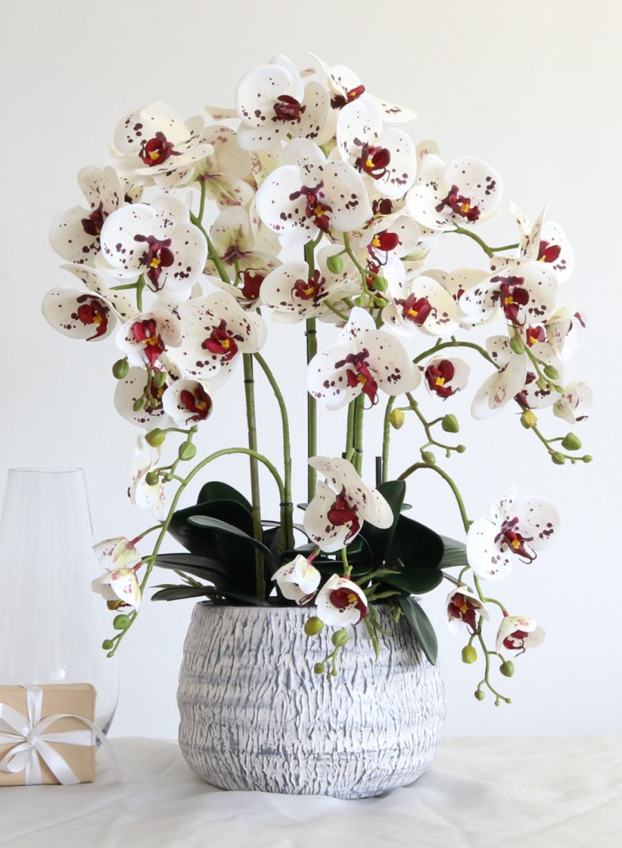 Phalaenopsis in Stone Pot Arrangement <br/>(Large/6 Stems)