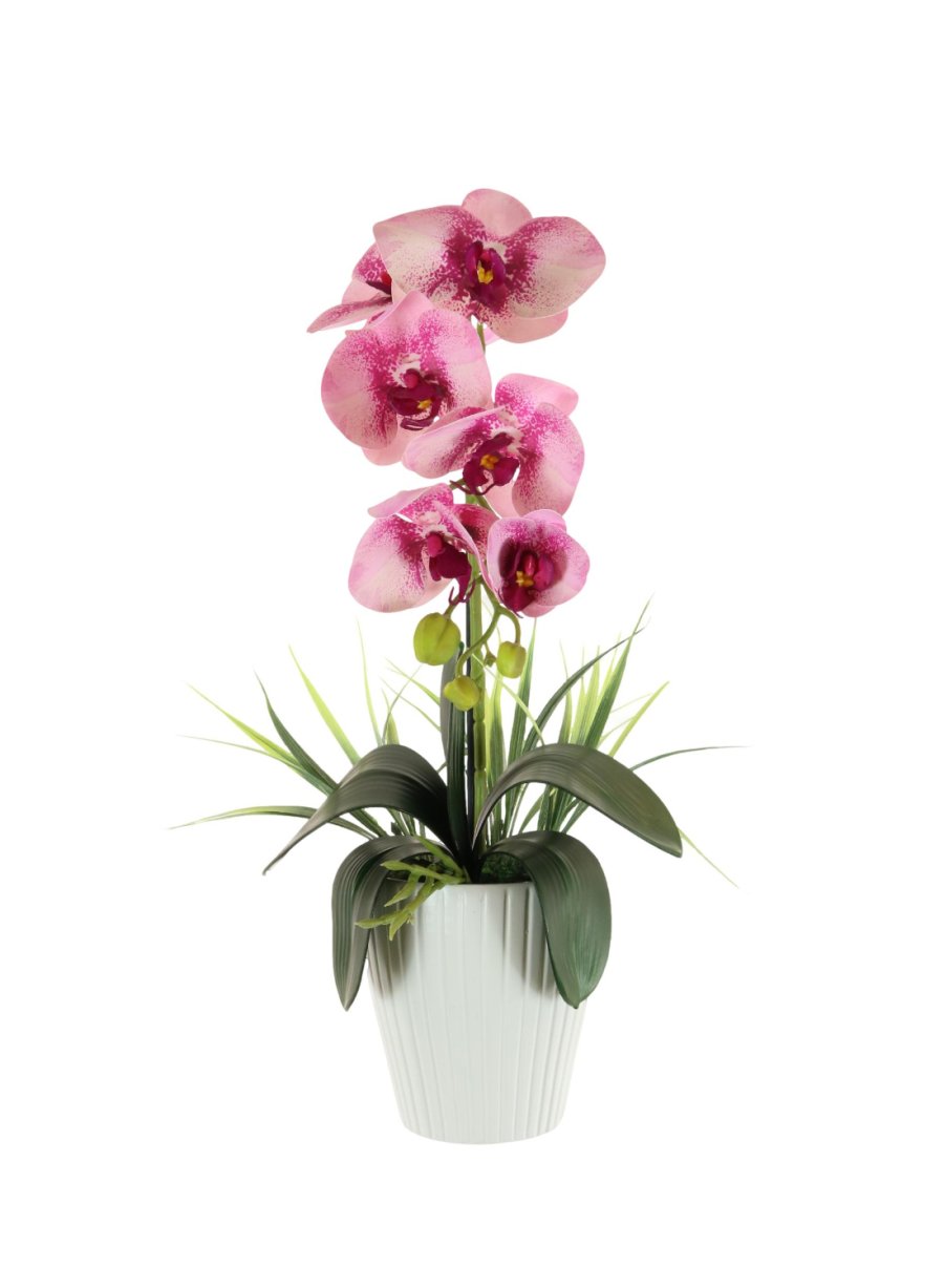 Single Phalaenopsis Arrangement (Large)