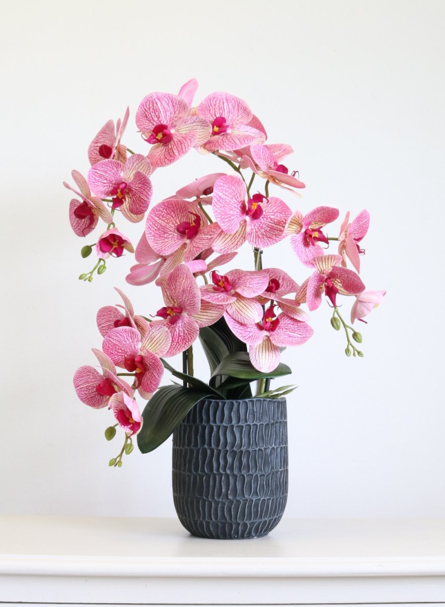 Phalaenopsis in Bosten Charcoal Pot Arrangement <br/>(Medimum/3 Stems)