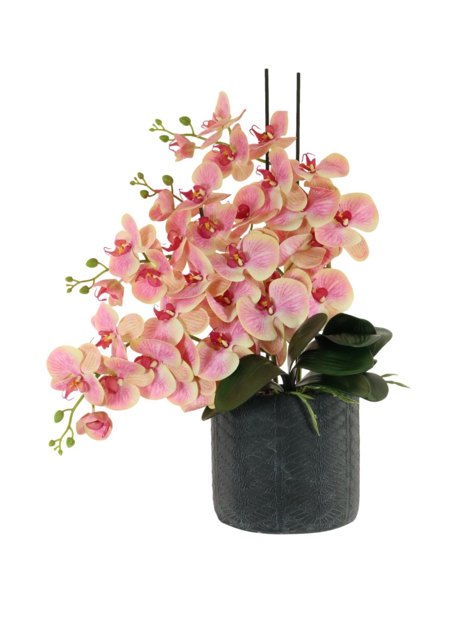 Phalaenopsis in Windsor Clay Pot Arrangment