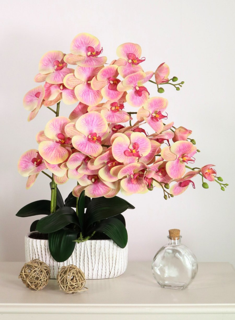 Phalaenopsis in Oblong Pot Arrangement