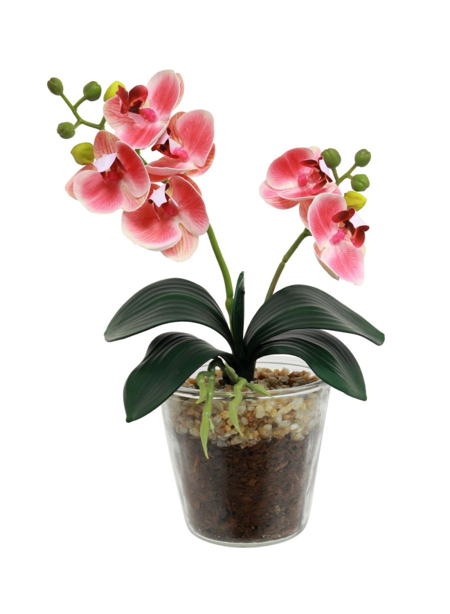 Mini Phalaenopsis Orchid Arrangement