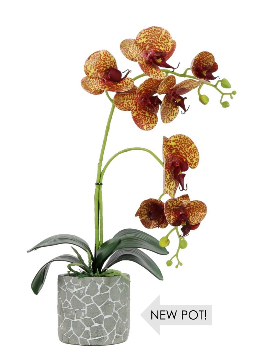 Phalaenopsis Arrangement (8 Flowering Head)