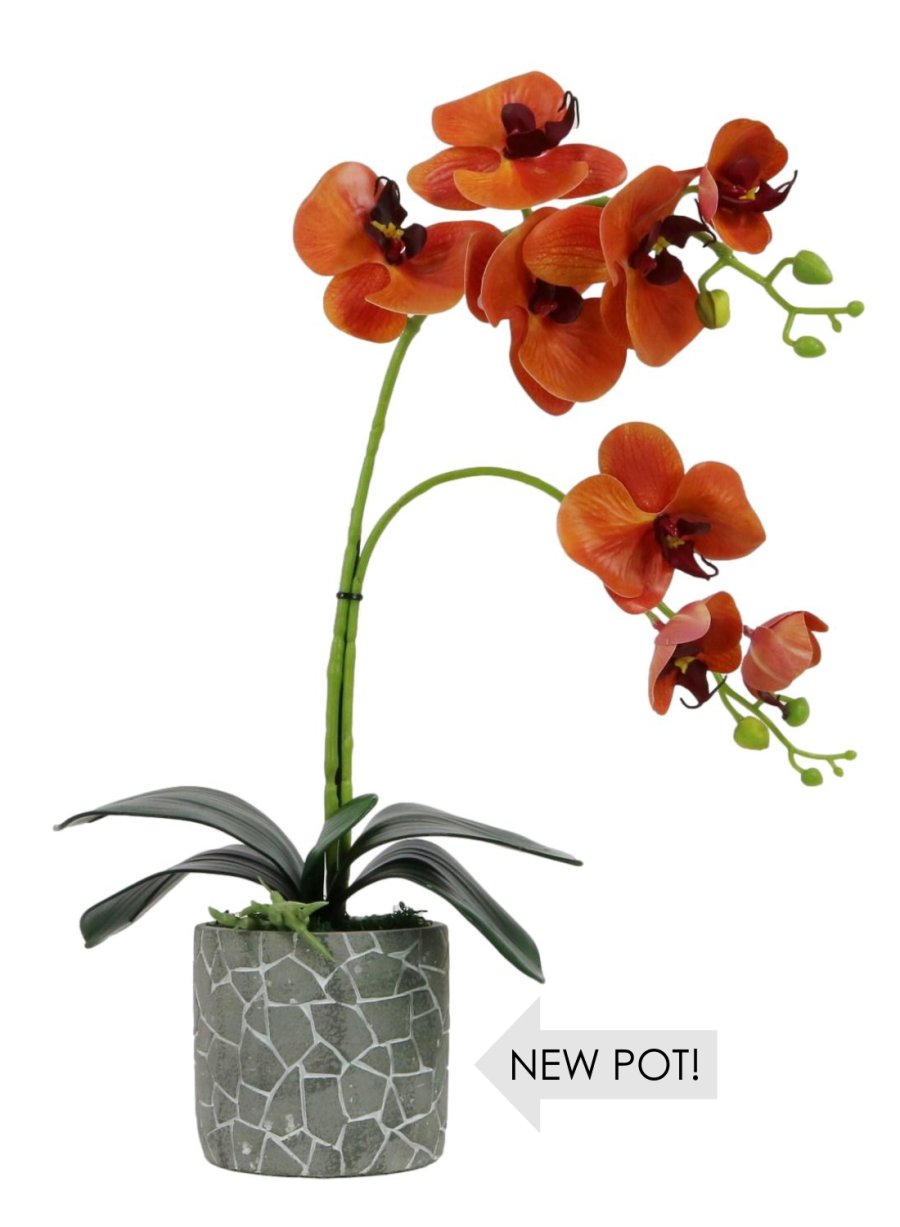 Phalaenopsis Arrangement (8 Flowering Head)