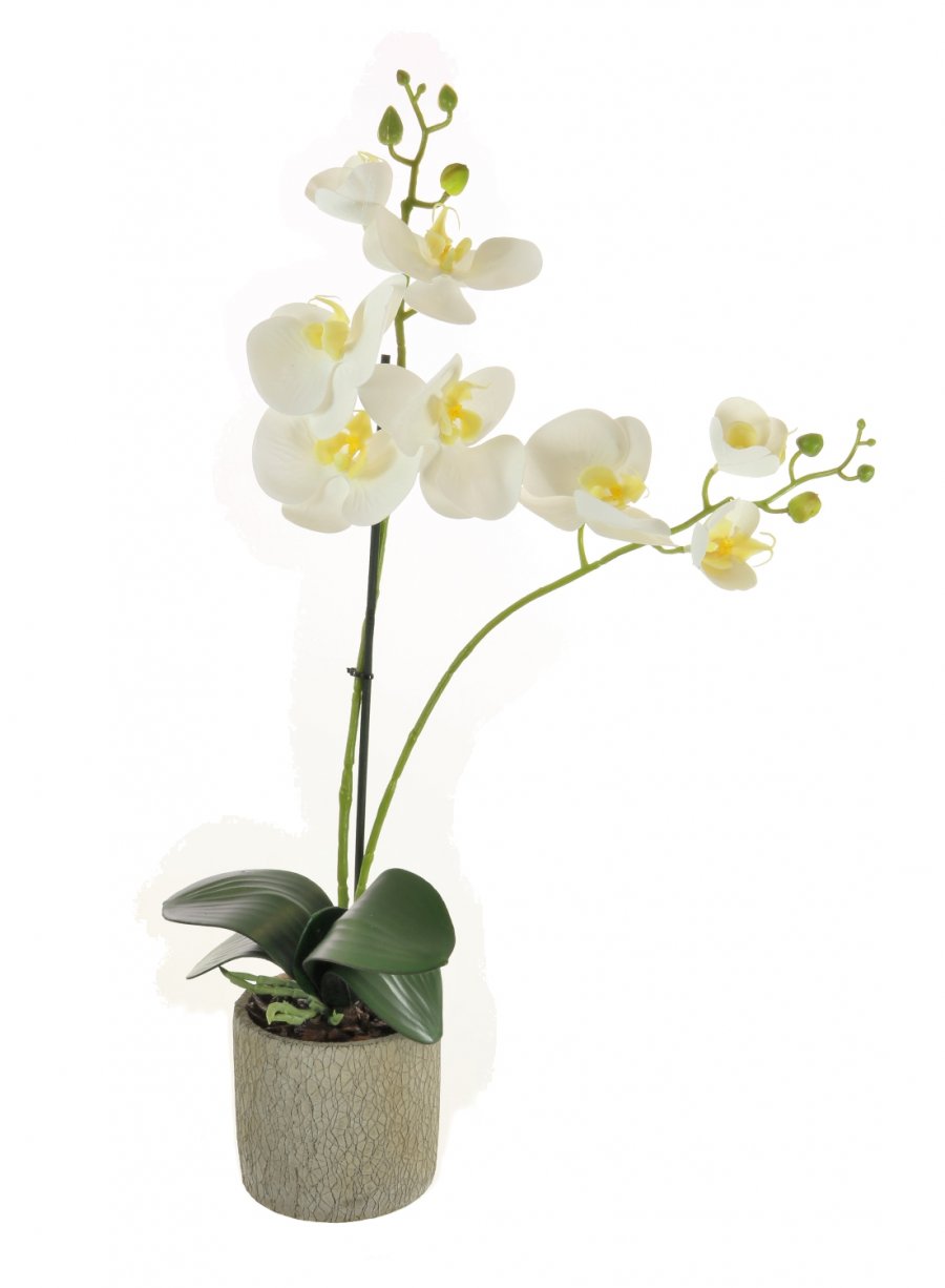 2 Stem Phalaenopsis Orchid Arrangement | Lotus Imports Ltd