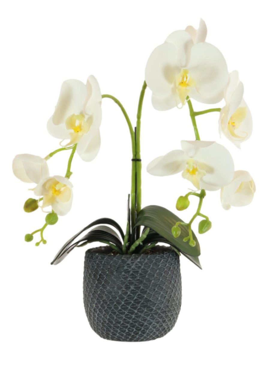 Phalaenopsis Arrangement (2 Stem)