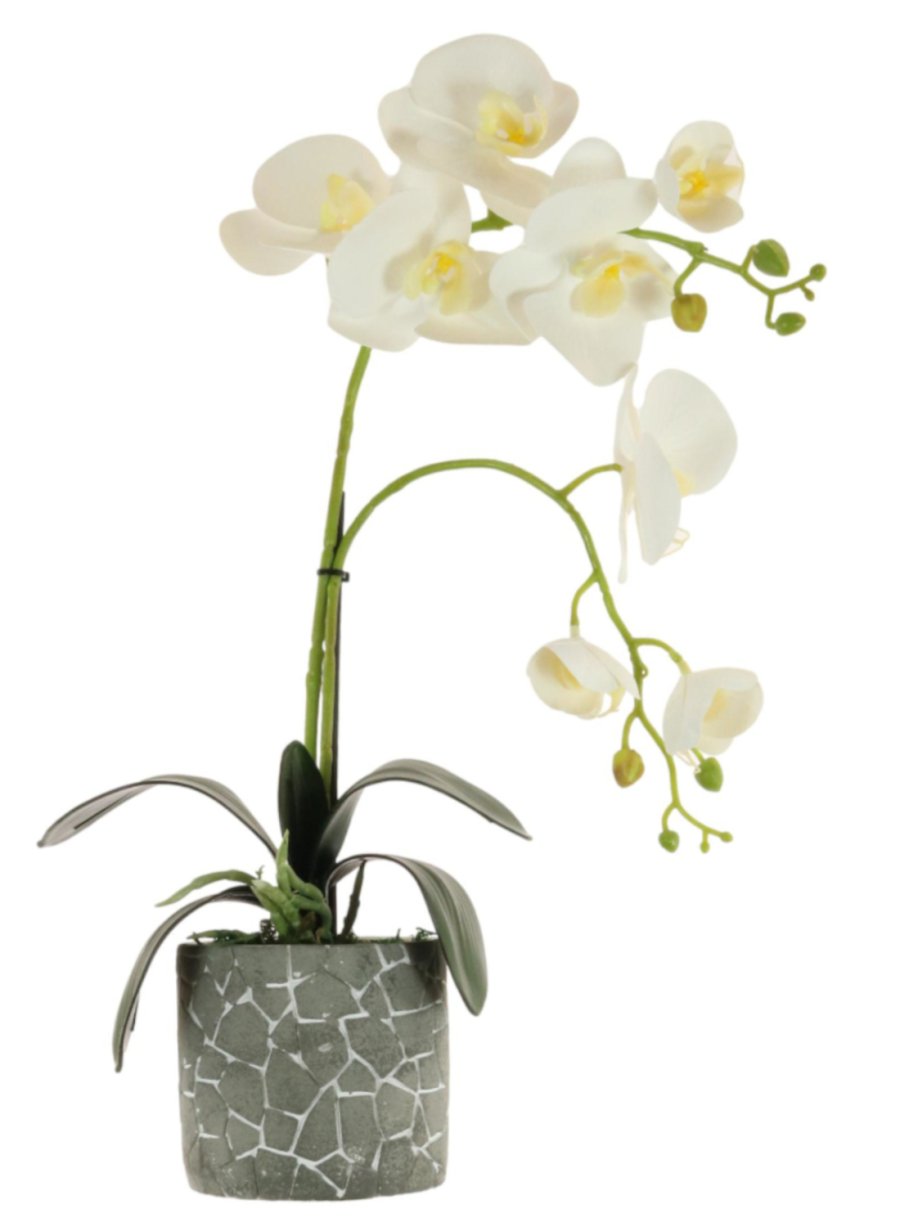 Phalaenopsis Arrangement (8 Flowering Head)