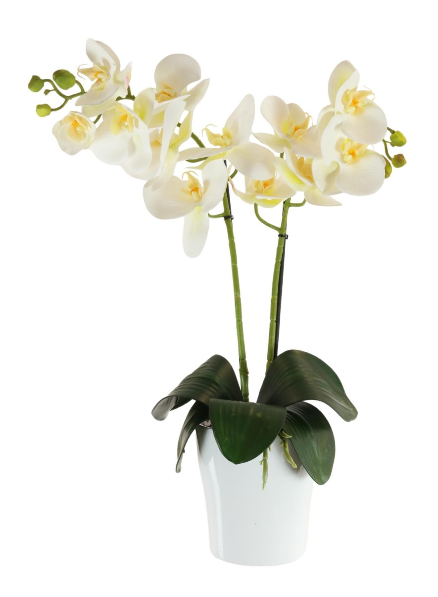 Phalaenopsis Arrangement