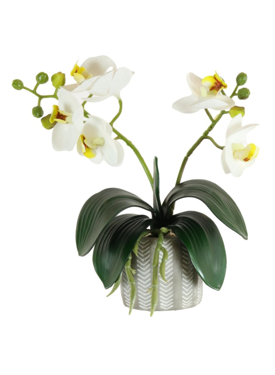 Mini Phal Orchid Arrangement