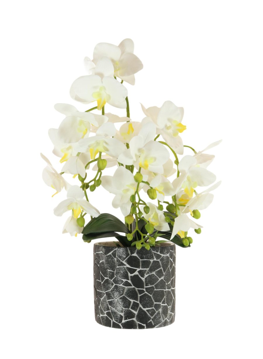 Phalaenopsis in Mosaic Clay Pot