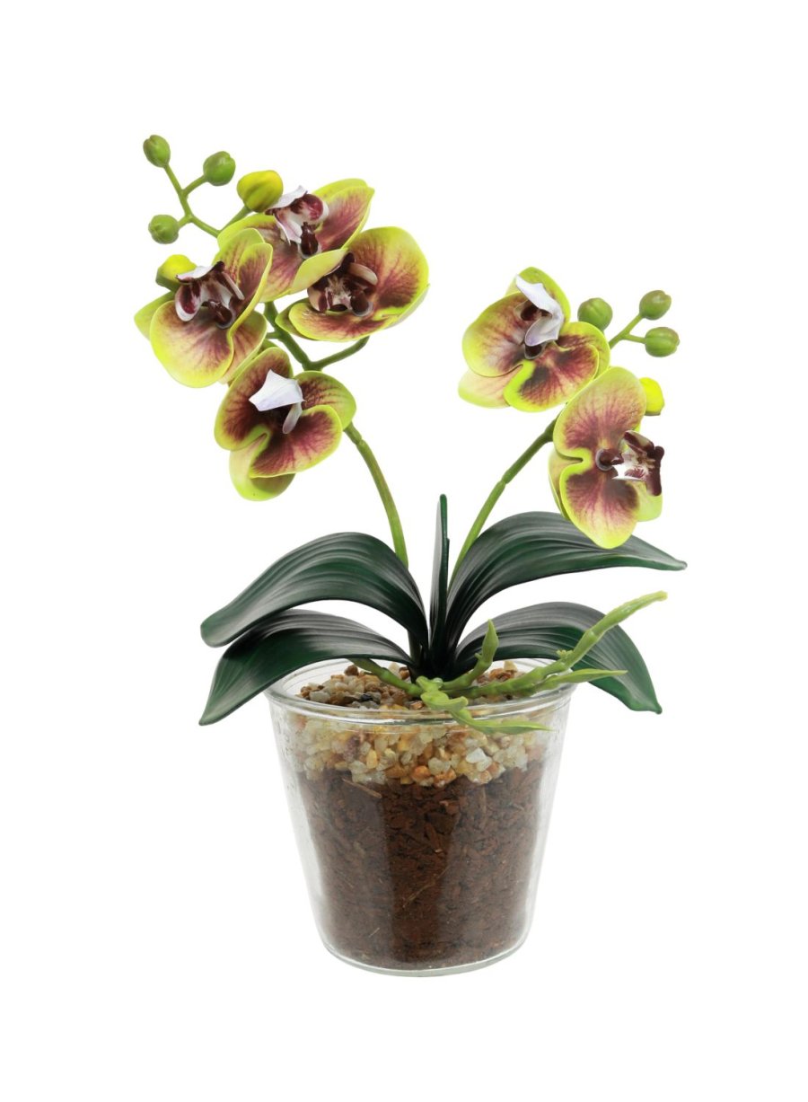 Mini Phalaenopsis Orchid Arrangement