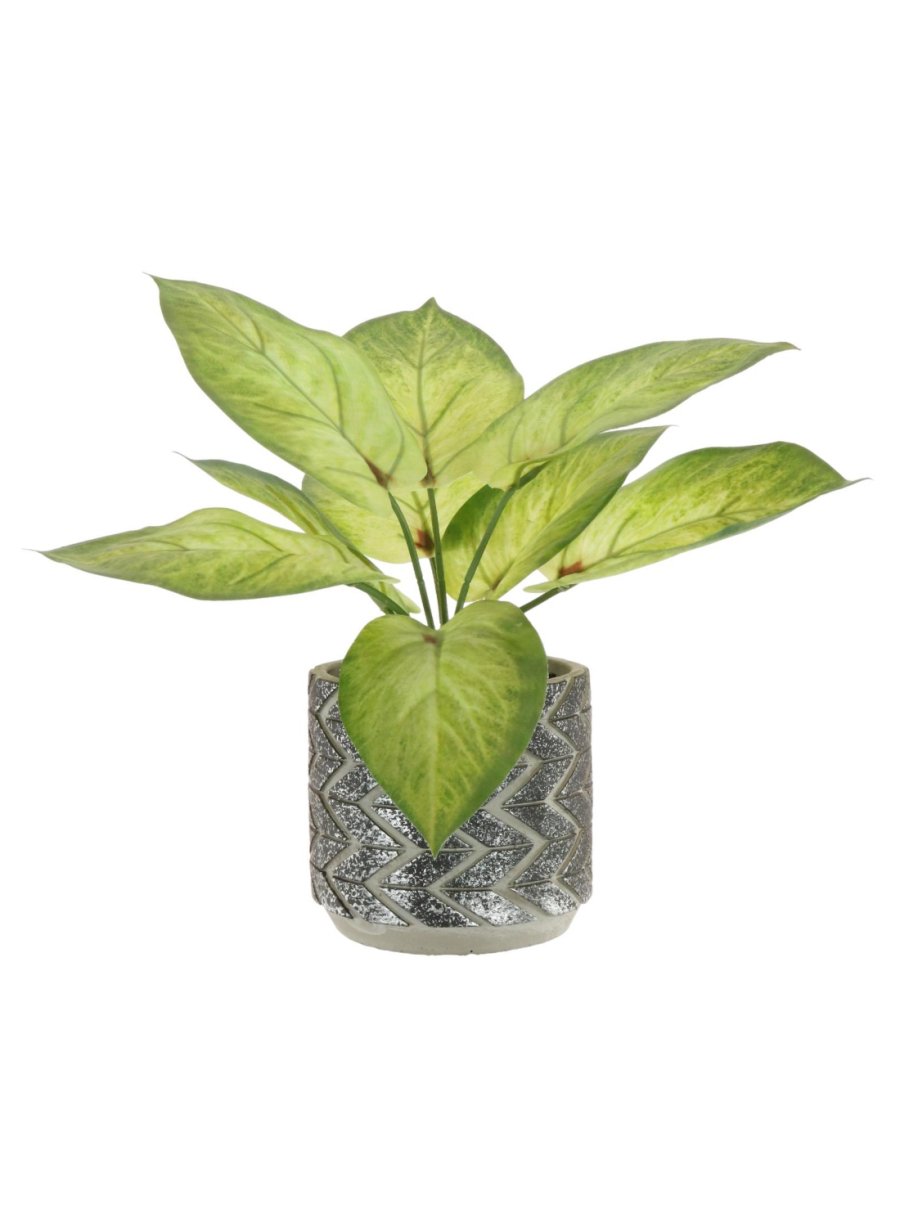 Potted Pothos Arrangement (Small)