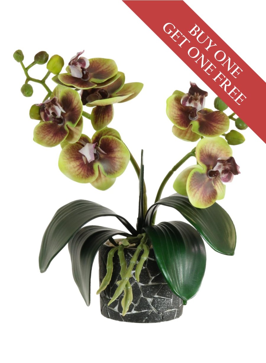 BUY ONE GET ONE FREE <BR/>8 Mini Phal Orchid Arrangement