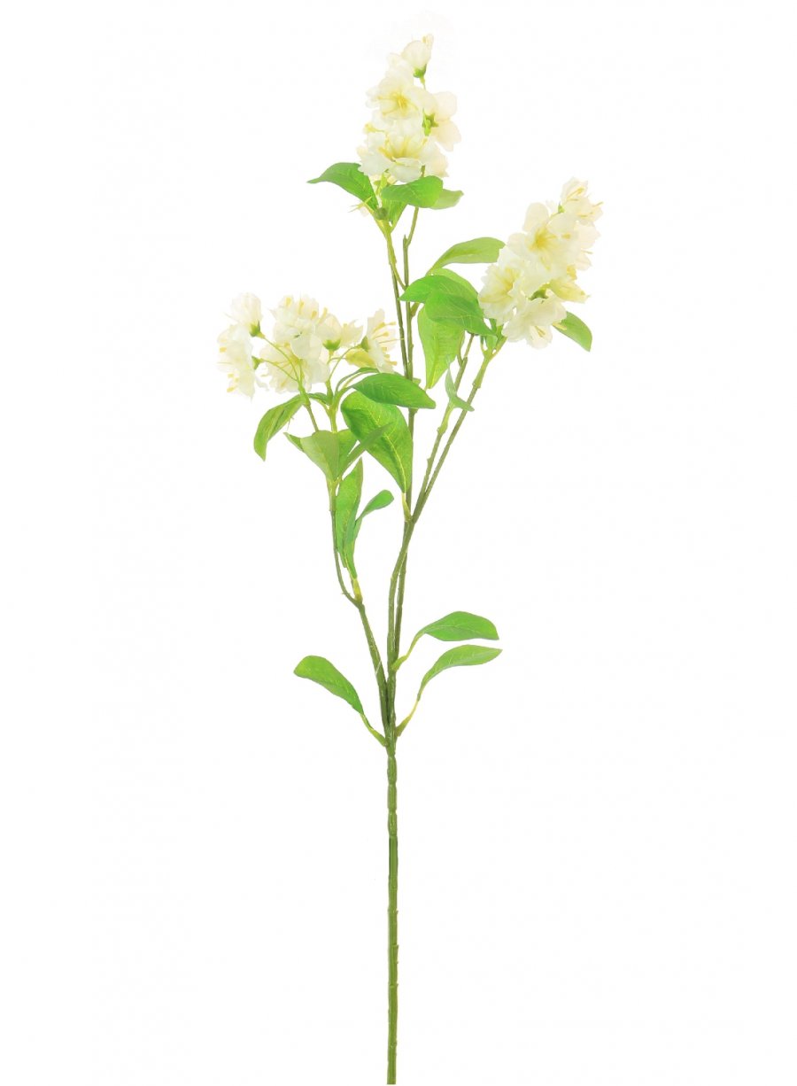 Blossom | Lotus Imports Ltd