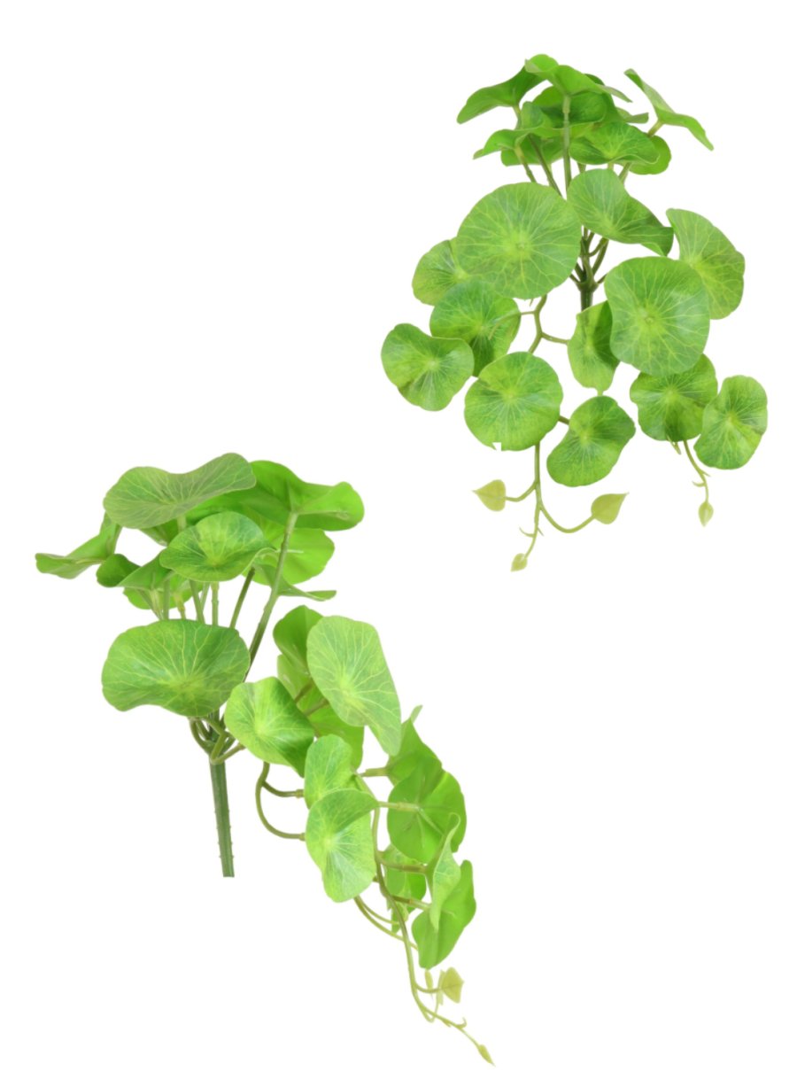 Pennywort Bunch