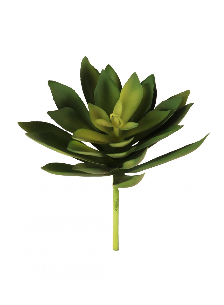 Panda Plant Succulent | Lotus Imports Ltd