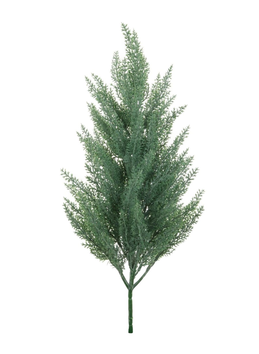 Mini Conifer Tree