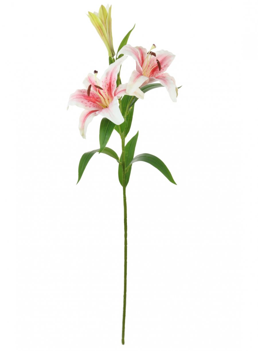 Casa Blanca Lily | Lotus Imports Ltd
