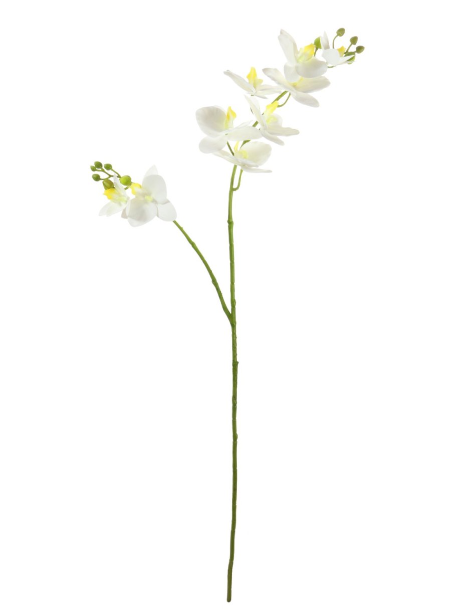 Phalaenopsis Orchid Spray (2 Stems)