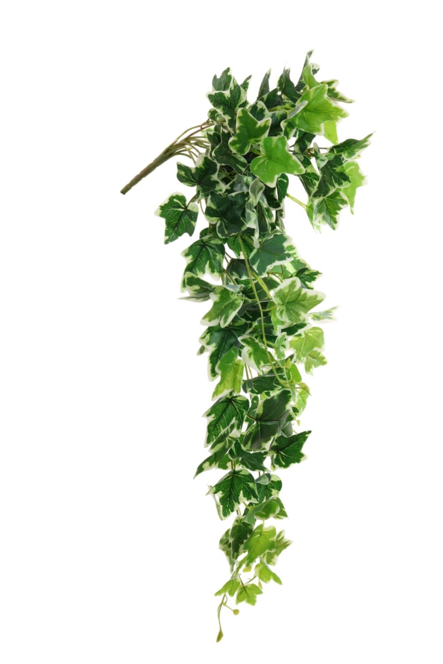 Printed Trailing Ivy Bunch (Large)