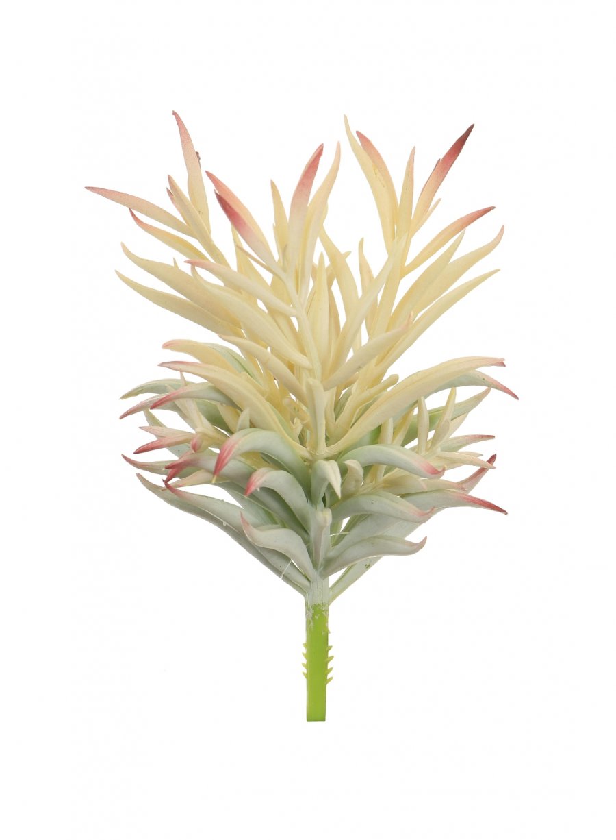 Shoal Succulent