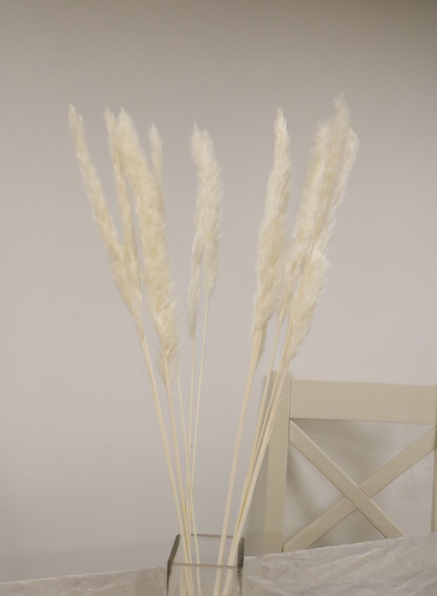 Reed Pampas Bunch (10x stems)