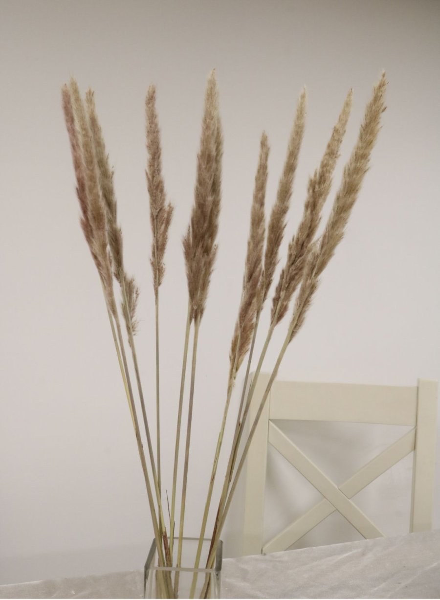 Reed Pampas Bunch (10x stems)