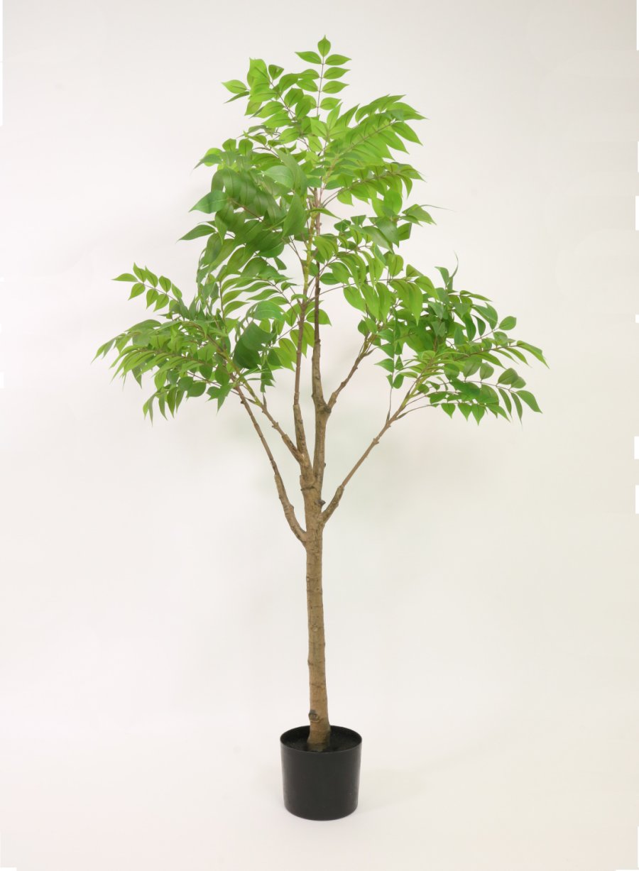 Ailanthus Altissima tree (150cm)