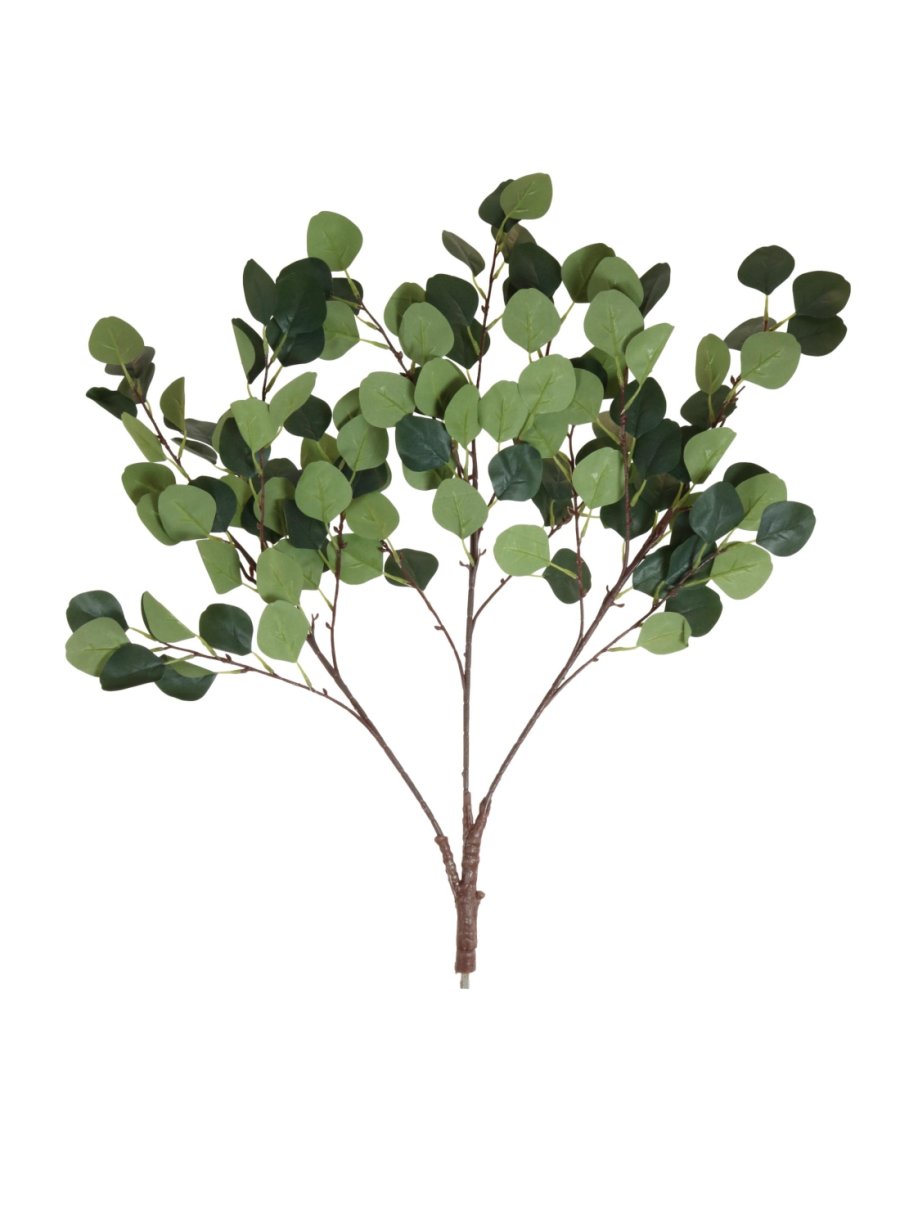 Eucalyptus Branch | Lotus Imports Ltd