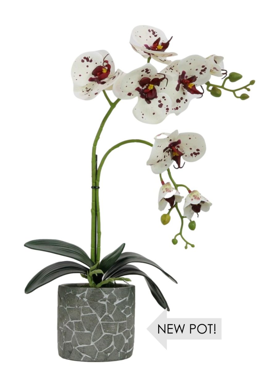 Phalaenopsis Arrangement (8 Flowering Head)