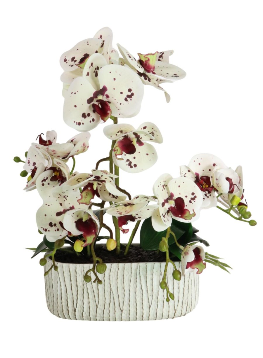 Phalaenopsis Orchid in Ripple Pot 