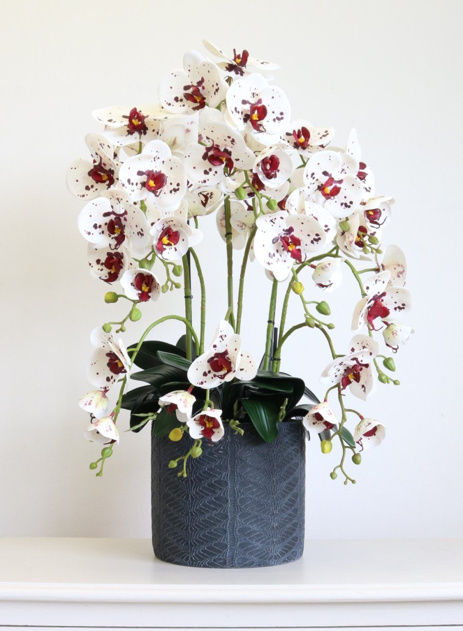 Phalaenopsis Orchid in Windsor Clay Pot Arrangement (Large / 6 Stems)