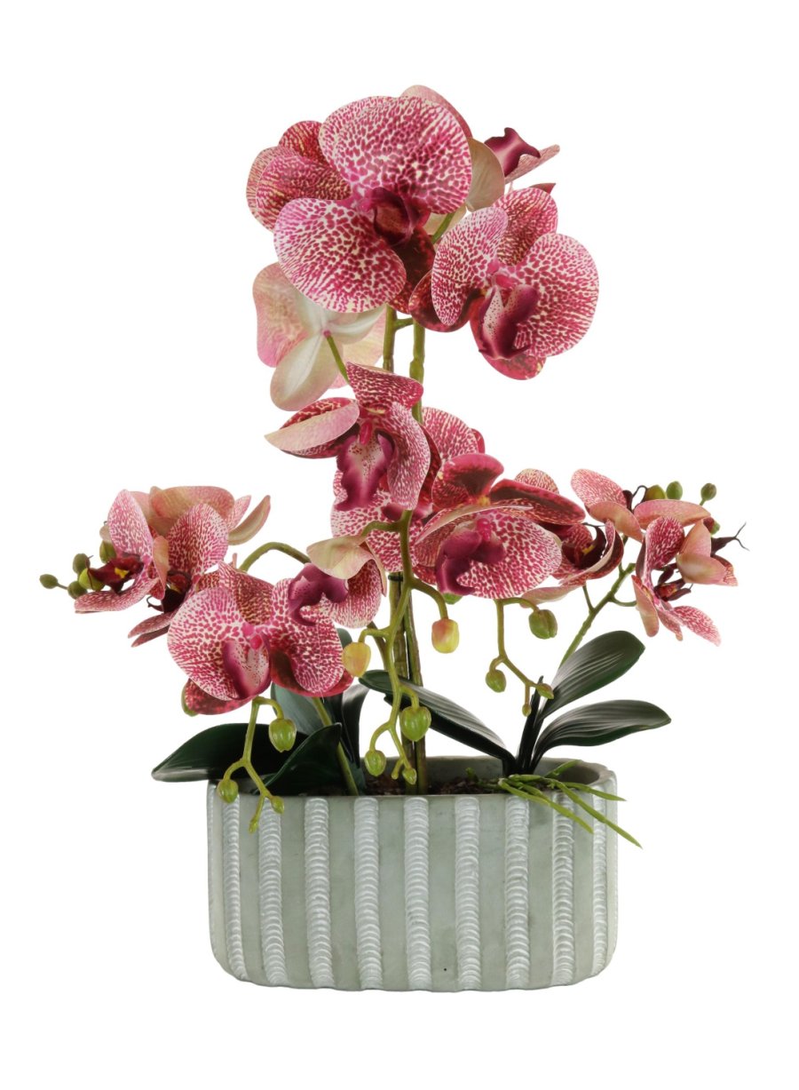 Phalaenopsis Orchid in Ripple Pot 