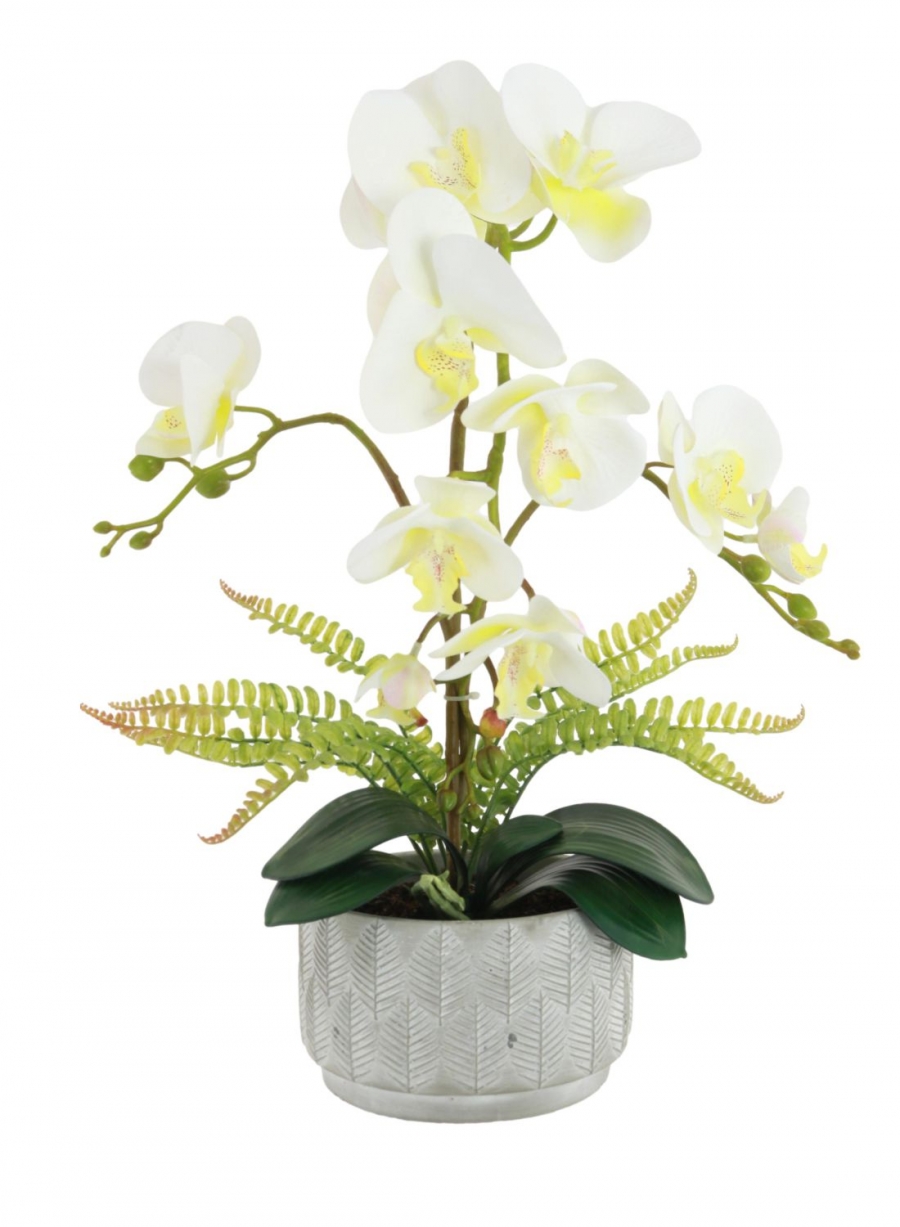 Orchid & Fern Arrangement - 5 Colours Available | Lotus Imports Ltd