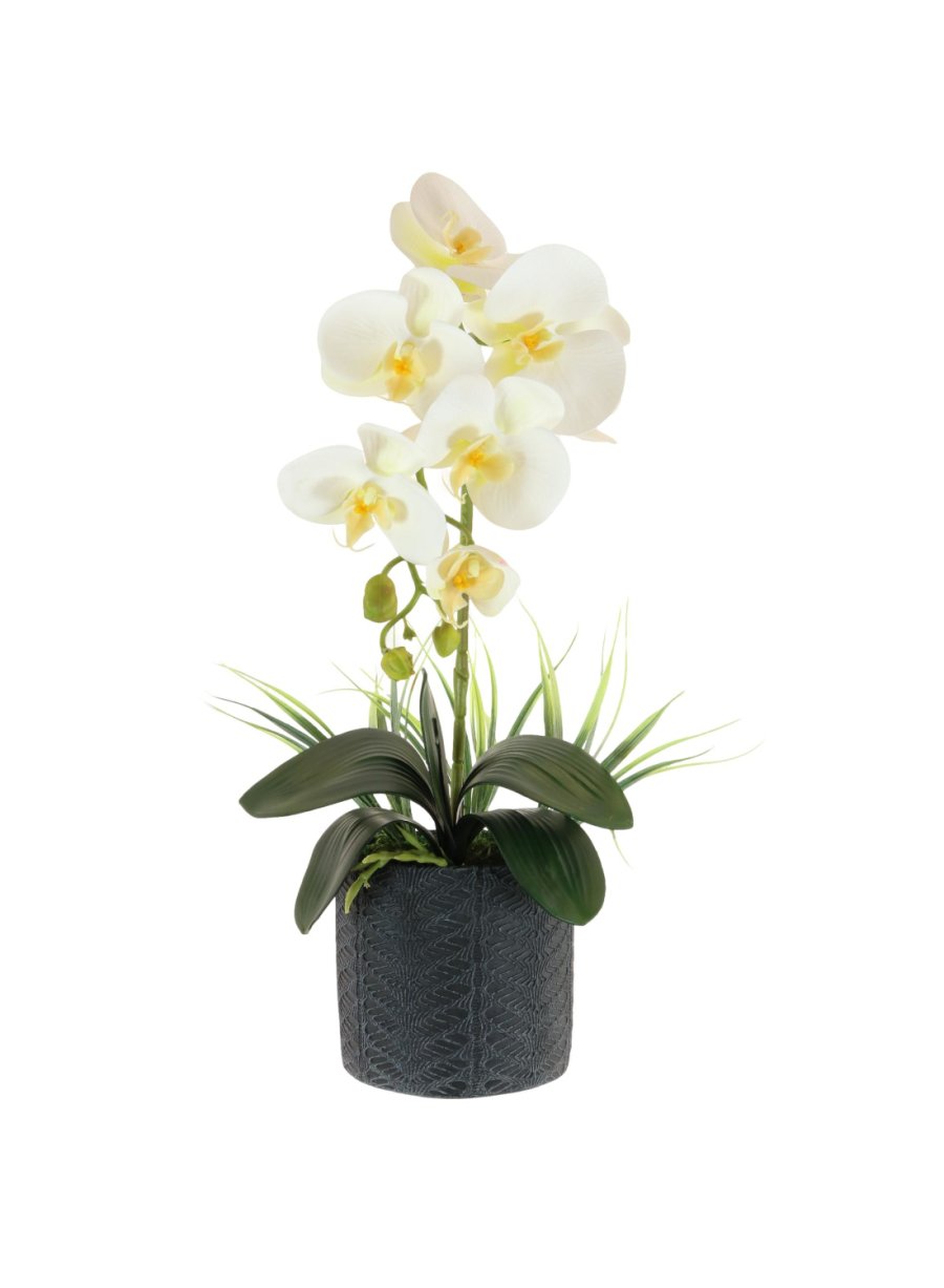 Single Phalaenopsis Arrangement (Large)